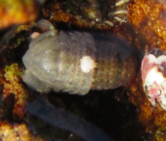 Exosphaeroma gigas