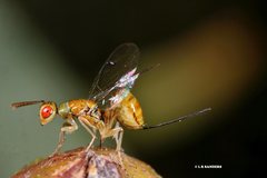 Megastigmus trisulcus