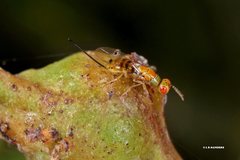 Megastigmus trisulcus