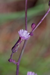 Lactuca graminifolia