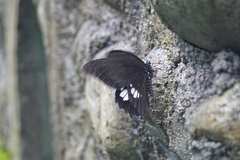 Papilio castor formosanus