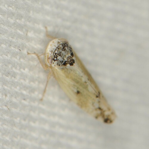 Norvellina apachana