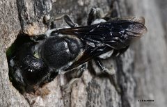 Megachile monstrosa