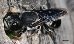 Megachile monstrosa