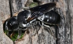 Megachile monstrosa