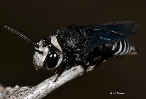 Coelioxys weinlandi