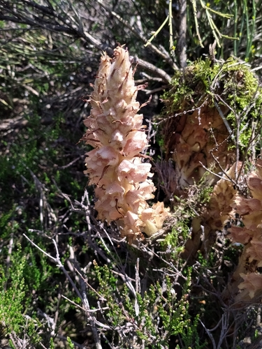 Image of Orobanche rapum by (c) Francesco Santoro, some rights reserved (CC BY)