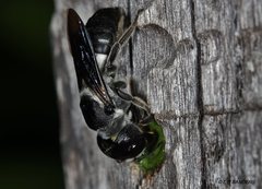 Megachile monstrosa