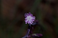 Lactuca graminifolia