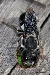 Megachile monstrosa