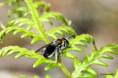 Leioproctus leai
