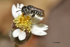Megachile ignita