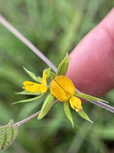 Image of Rhynchosia americana by (c) Chet Burrier, some rights reserved (CC BY)