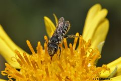 Megachile ignita