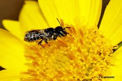 Megachile ignita