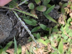 Digitaria sericea