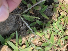 Digitaria sericea