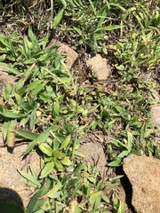 Digitaria sericea