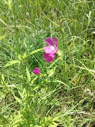Image of Callirhoe triangulata by no rights reserved