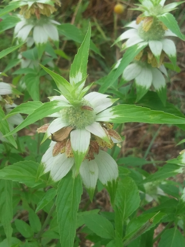 Stanfield's beebalm (Monarda stanfieldii)