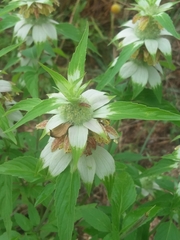 Monarda stanfieldii