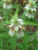 Stanfield's Beebalm - Photo (c) Jerry Morrisey, some rights reserved (CC BY-NC), uploaded by Jerry Morrisey