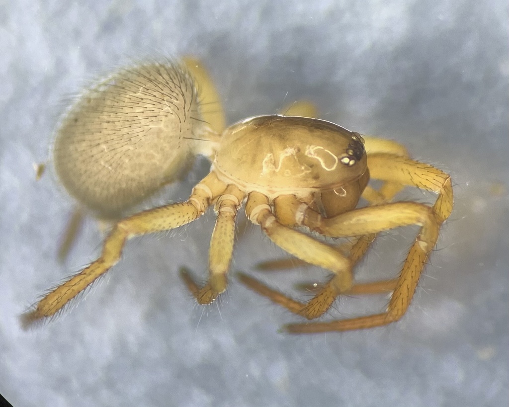 Robertus lividus