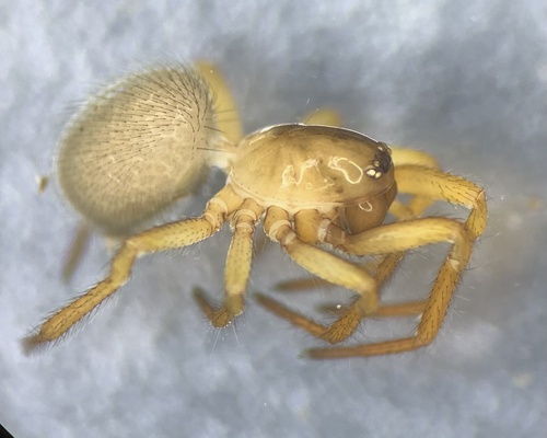 Robertus lividus