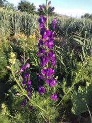 Consolida orientalis