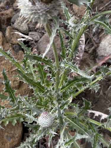 Image of Cirsium cymosum by (c) Michael O'Loughlin, some rights reserved (CC BY)