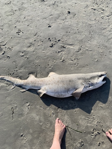 Sand Tiger Shark photographed in Rhode Island