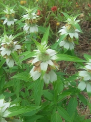 Monarda stanfieldii