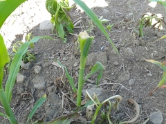 Zea mays mays