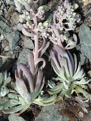 Sedum oblanceolatum