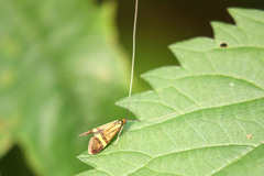 Nemophora degeerella