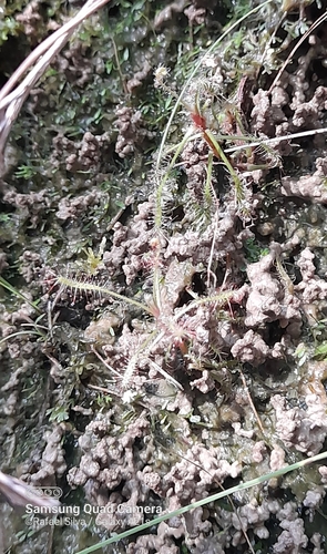 Drosera grantsaui