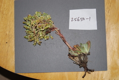 Sedum oblanceolatum
