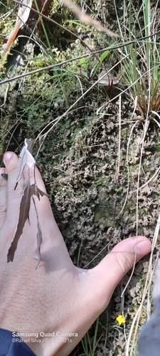 Drosera grantsaui
