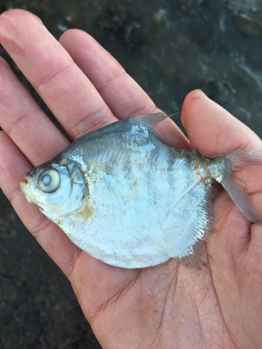 Silver Dollar fish (Mylossoma duriventre) — Serrasalmidae — 4
