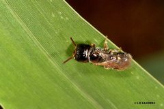 Lasioglossum quadratum