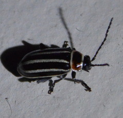 Disonycha pensylvanica