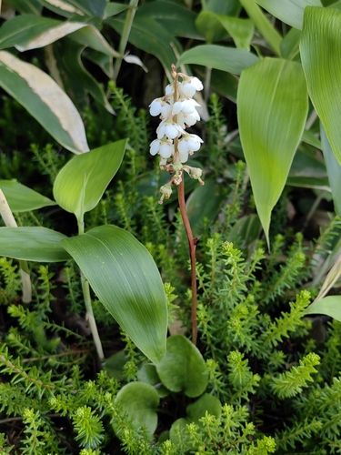 Pyrola faurieana iNat (1)