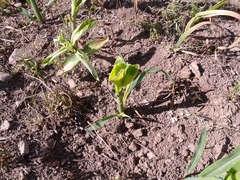 Zea mays mays