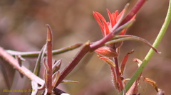 Castilleja subinclusa