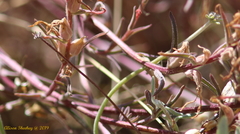 Castilleja subinclusa