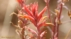 Castilleja subinclusa