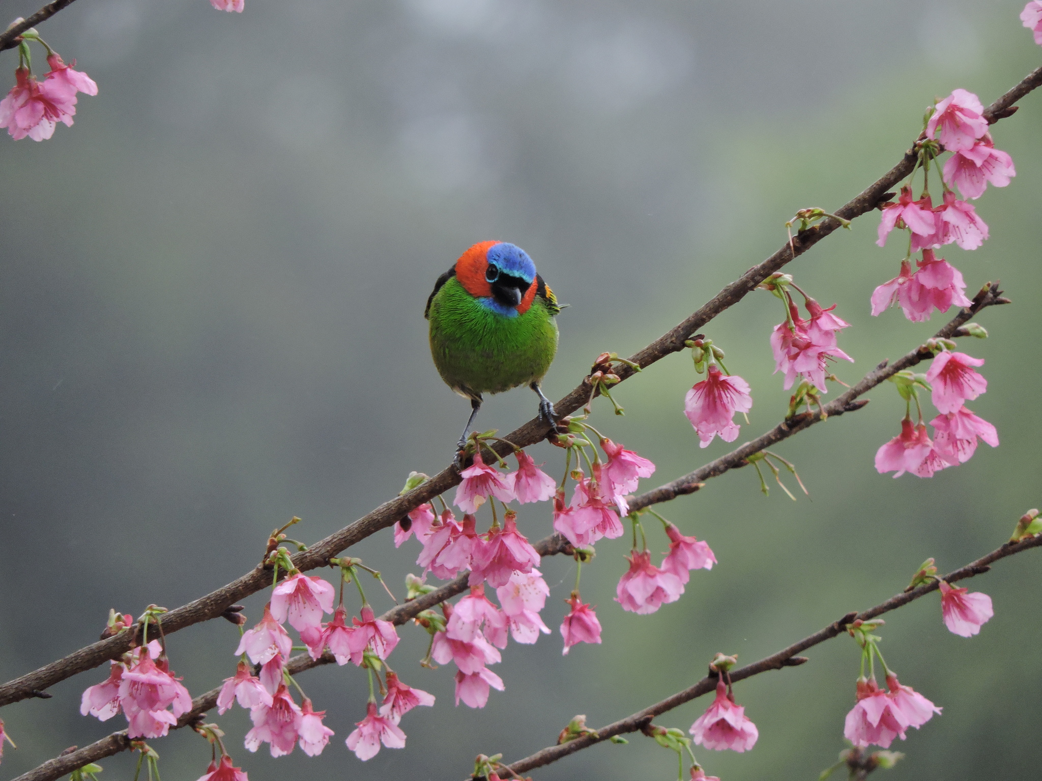 Red-necked Tanager illustration