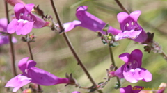 Penstemon heterophyllus