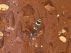 Scythris trivinctella