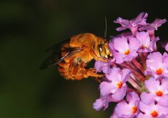Amegilla bombiformis